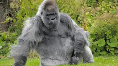 Big Ape Tax Service